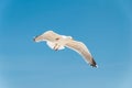 Closeup of a flying sea gull on blue sky Royalty Free Stock Photo