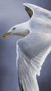 Closeup of a flying seagull mobile phone wallpaper