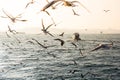 Closeup of flying seagulls above the sea under the sunlight - perfect for wallpapers
