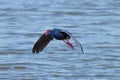 Closeup of flying western swamphen