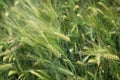 Closeup focus shot of barleys in a natural environment