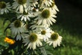 Closeup focus shot of a beautiful Coneflower blossom