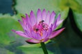 Closeup focus shot of bees on a purple sacred lotus flower that is used for a Chinese medicine Royalty Free Stock Photo