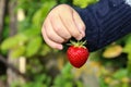 Closeup focus shot of a child holding a strawberry Royalty Free Stock Photo