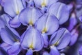 Closeup focus shot of a group of crocus flowers Royalty Free Stock Photo
