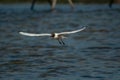 Closeup focus shot of a laughing seagull flying over the sea