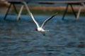 Closeup focus shot of a laughing seagull flying over the sea
