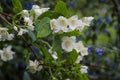 Closeup focus shot of Mock Orange flower blossom Royalty Free Stock Photo