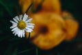 Closeup focus shot of small chamomile on a blurred background