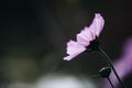 Closeup focus shot of a small purple flower on a blurred background Royalty Free Stock Photo