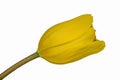 Closeup focus stacked shot of an isolated yellow tulip with clipping path