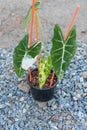 Closeup focus to alocasia frydek variegated