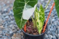 Closeup focus to alocasia frydek variegated