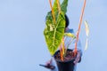 alocasia frydek variegated in the pot