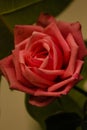 Closeup of a focused detailed pink defined rose Royalty Free Stock Photo