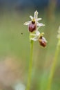 Closeup focused shot of a Bumblebee orchid flower with a blurred background Royalty Free Stock Photo