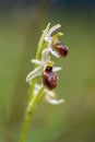 Closeup focused shot of a Bumblebee orchid flower with a blurred background Royalty Free Stock Photo