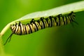 Closeup focused shot of a caterpillar on a green leaf with a blurred background Royalty Free Stock Photo