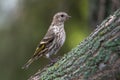 Closeup focused shot of a small brown bird standing on a tree branch covered in moss Royalty Free Stock Photo