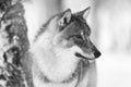 Closeup of focused wolf with wild eyes in the winter forest Royalty Free Stock Photo