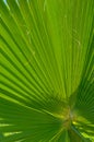 Closeup of Folds in Palm Leaf Royalty Free Stock Photo