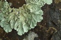 Closeup, Foliose lichen, a species of foliose lichen, on a branch of a tree in tropical rainforest