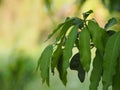 Foreground green leaves texture background of backlight sunshine fresh mango tree Royalty Free Stock Photo