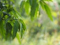 Foreground green leaves texture background of backlight sunshine fresh mango tree Royalty Free Stock Photo