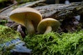 Closeup of forest autumn two brown mushroom in macro. Royalty Free Stock Photo