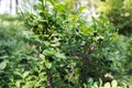 Closeup of forest blueberries bush plant in summer Royalty Free Stock Photo