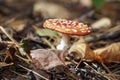 Closeup of forest bright red Amanita Muscaria mushroom in fallen leaves, poisonous fungus. Autumn background