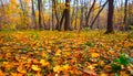 Closeup forest glade covered by the autumn dry leaves