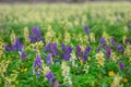 Closeup forest glade covered by a wild flowers