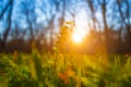 Closeup forest glade with flowers in a light of evening sun