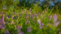 Closeup forest glade with flowers