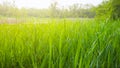 Closeup forest glade with green grass