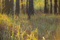 Closeup forest glade in a light os sun