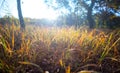 Closeup forest glade in a light os sun