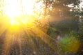 Closeup forest glade in a light of sparkle morning sun