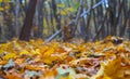 Closeup forest glade with red dry leaves