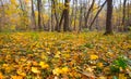 Closeup forest glade with red dry leaves