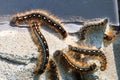 Closeup of forest tent caterpillars crawling over cement
