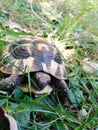 Closeup Forest turtle - Hermann's tortoise - Testudo hermanni boettgeri Royalty Free Stock Photo