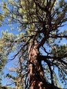 Upper Bristlecone Loop Trail, Mt. Charleston, Nevada