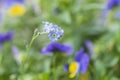 Closeup of an forget me not flower Royalty Free Stock Photo