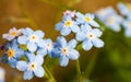 Closeup forget-me-nots flower. Macro of blue flower