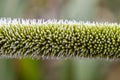 Closeup on forming sorghum ear, narrow focus Royalty Free Stock Photo
