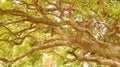 Closeup of Formosan Sweet Gum tree