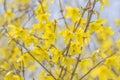 Closeup Forsythia Flowers