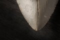 Closeup of fossil Megalodon tooth on wood background